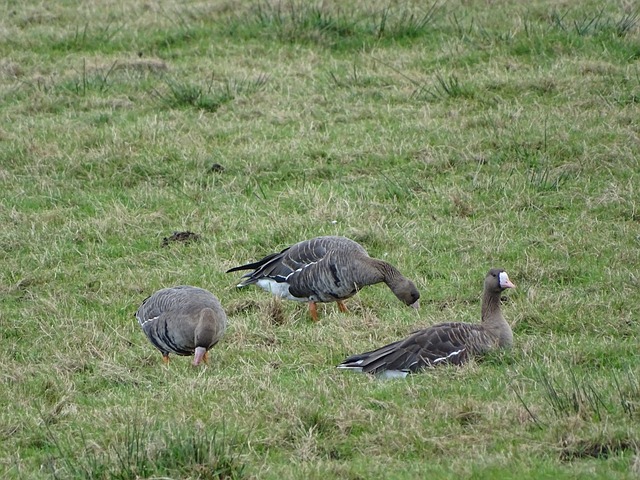 英格兰的攻 英格兰的攻